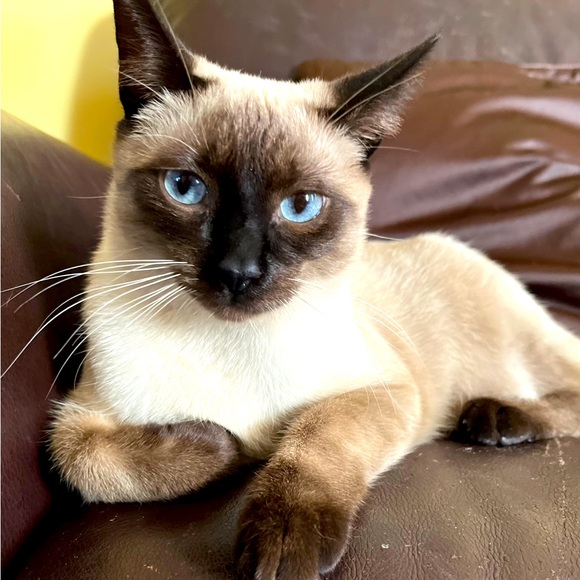 Meet your Posher, Stephanie - Picture 1 of 1